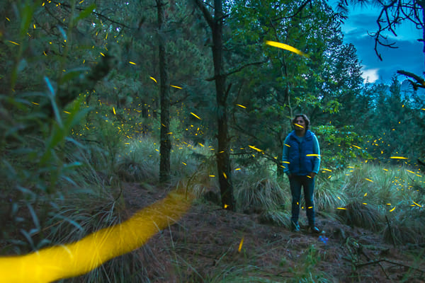 Santuario de las luciérnagas – – Canto del Bosque